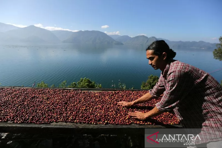Pulihkan Kopi Gayo, USK dan Kementan Luncurkan Program Bibit Ulang