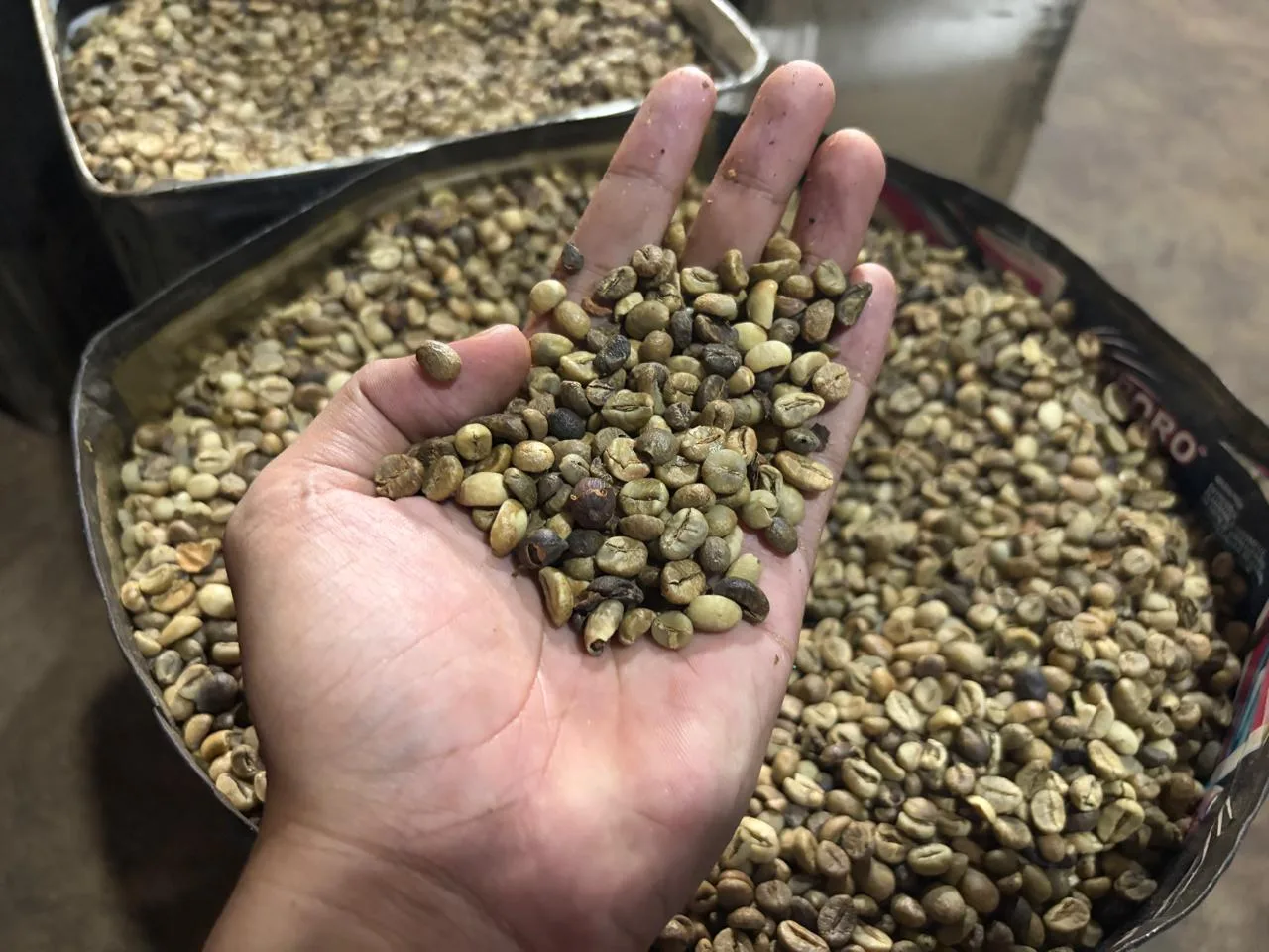 Cara Taufik Kopi Jaga Kualitas Robusta di Tengah Badai Ekonomi