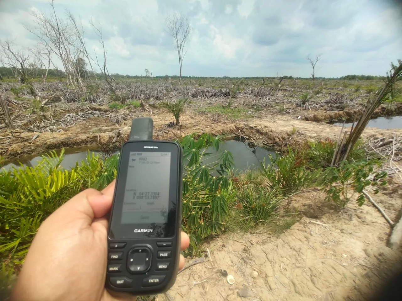 AWF Geram, Kasus Sawit di Mangrove Aceh Tamiang Belum Juga Tersentuh Hukum