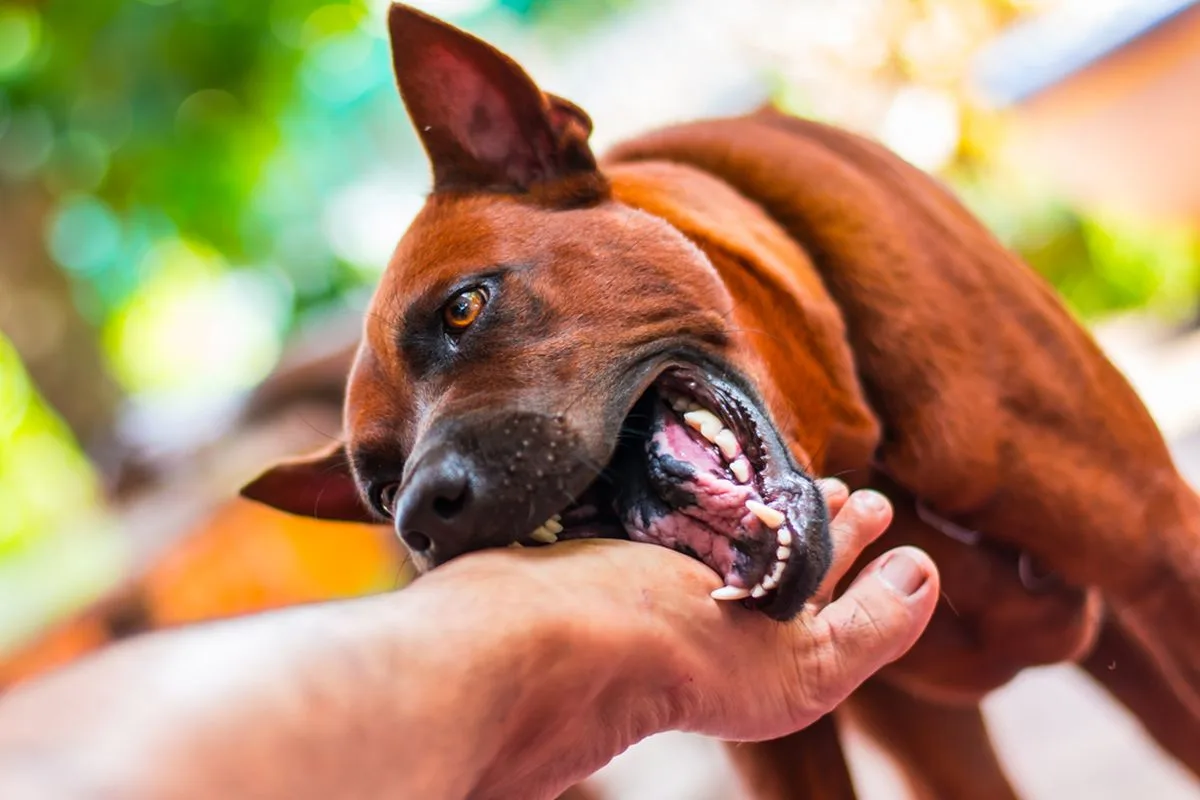 Anjing Gila Mengamuk di Silih Nara, Tujuh Warga Jadi Korban Gigitan