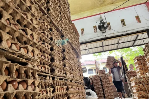 Simeulue Datangkan Sejuta Butir Telur Sebulan dari Luar Pulau