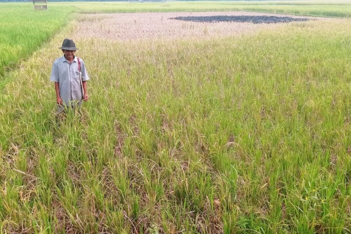 Pemkab Lebak Usulkan Sumur Bor Atasi Kekeringan Pertanian
