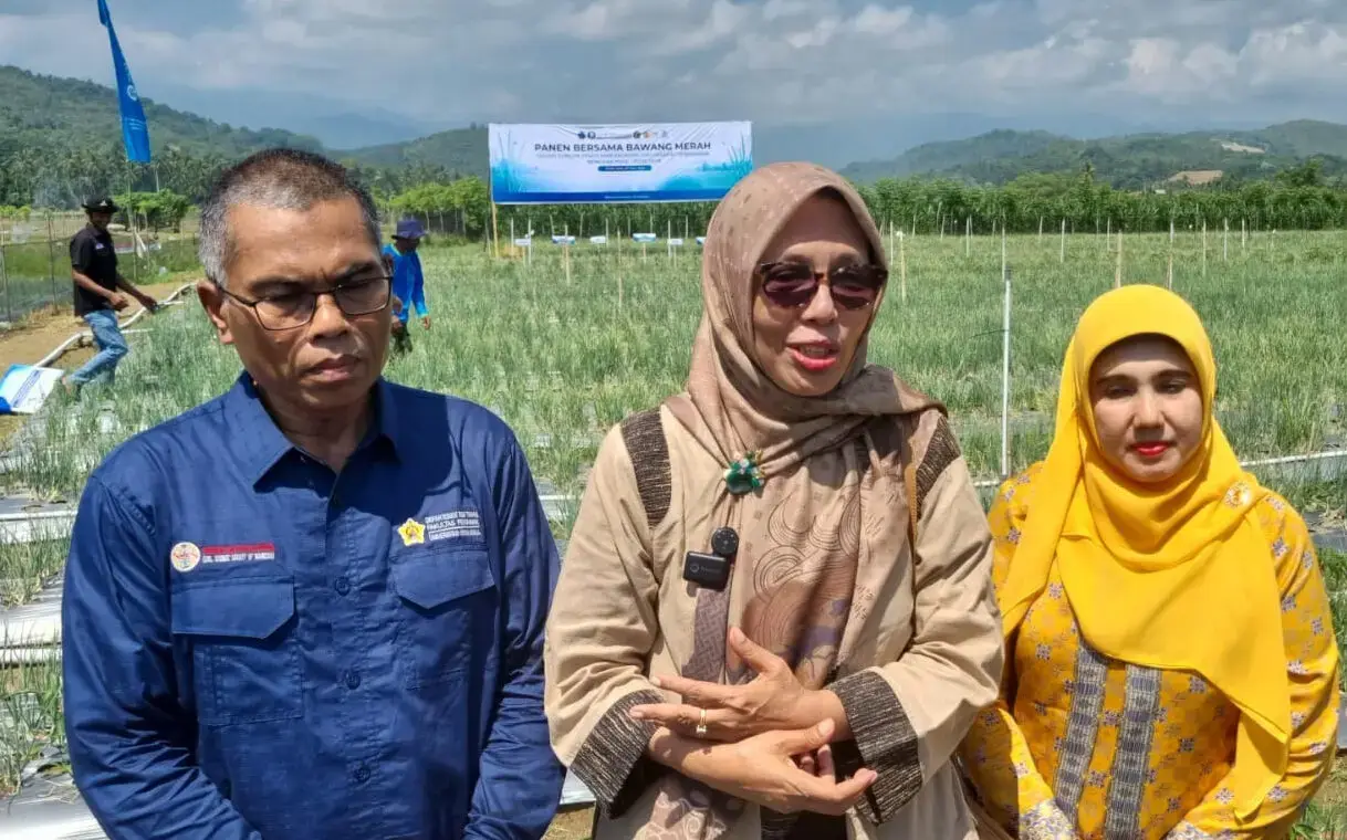 Lahan Tertimbun Banjir Disulap Jadi Ladang Bawang, Guru Besar USK Buktikan Sawah Tetap Produktif