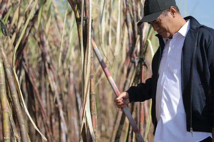 Kementan Dorong Pengembangan Gula Tumbu Alternatif Hilirisasi Tebu