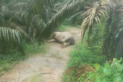 Gajah Sumatera Mati di Kebun Sawit Aceh Tamiang, BKSDA Turunkan Tim Nekropsi