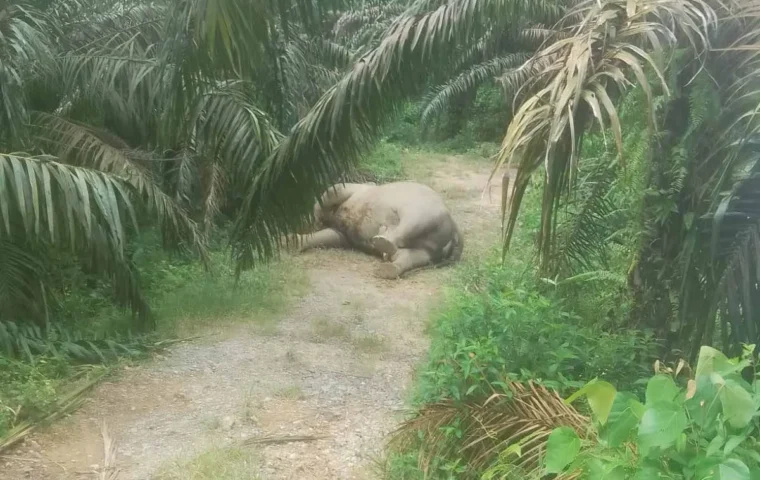 Gajah Sumatera Mati di Kebun Sawit Aceh Tamiang