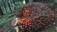 Harga Minyak Sawit Melonjak, Pengusaha Optimis