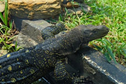 Gampong Laksana Dikepung Biawak, Saluran Drainase Tersumbat