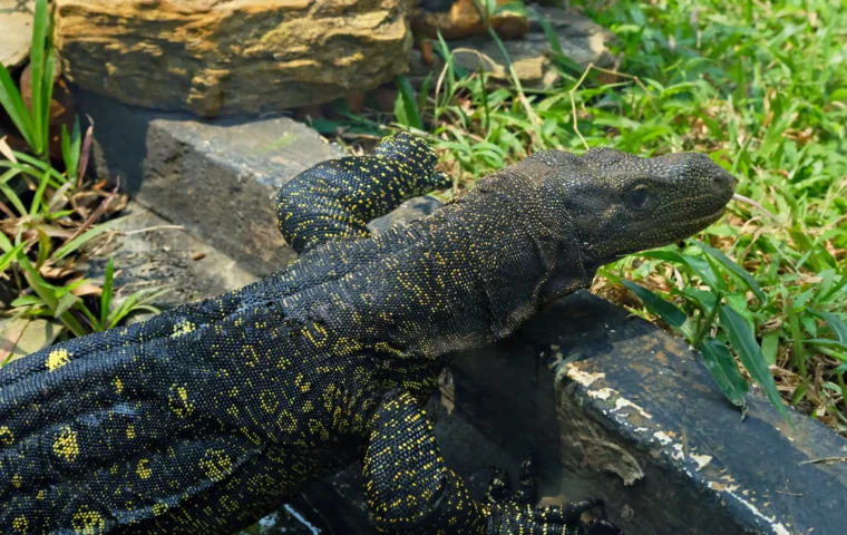 Biawak (Foto: Pixabay)
