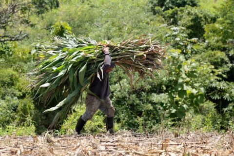 El Niño Diperkirakan Memuncak Akhir Tahun Ini
