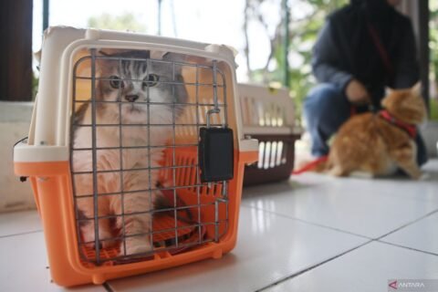 Jakarta Laksanakan Vaksinasi Rabies untuk Cegah Penyebaran