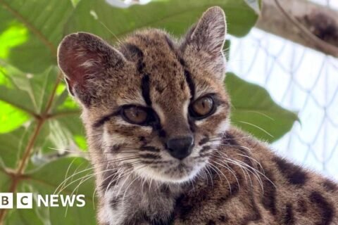 Kucing Hutan Baru Ditemukan di Hutan Bolivia