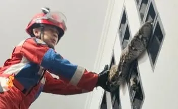 Ular Sanca 3,5 Meter Ditemukan di Ventilasi Rumah Ciracas