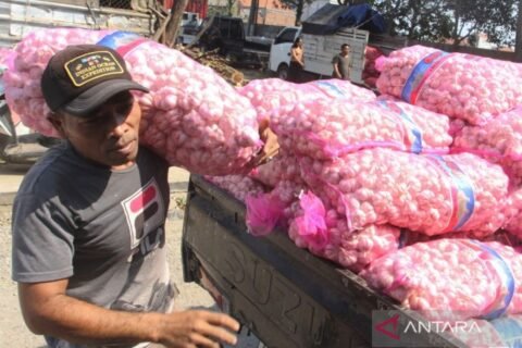 Usaha Menuju Swasembada Bawang Putih di Indonesia