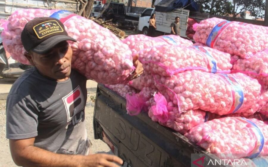 Usaha Menuju Swasembada Bawang Putih di Indonesia